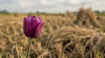 Độ sâu trường ảnh