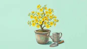 Kỹ Thuật Trồng Mai Vàng – Thái Văn Thiện